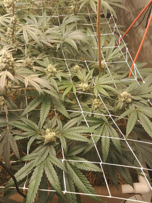 New year delivery. Week 10