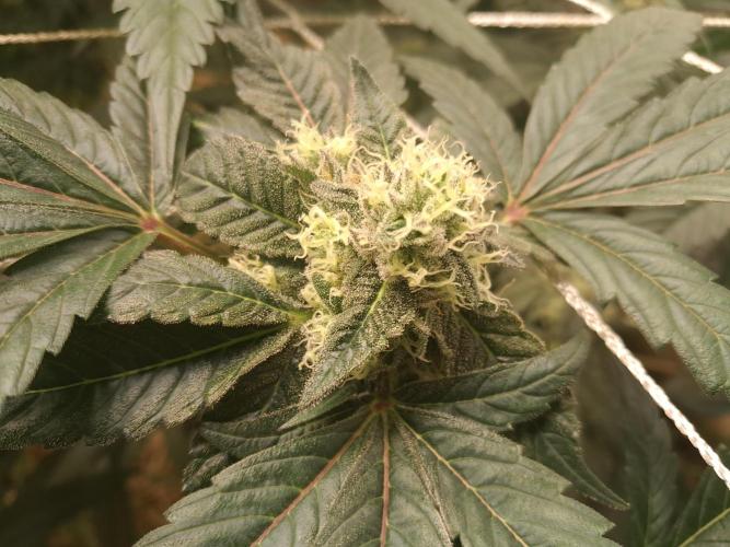 New year delivery. Week 10