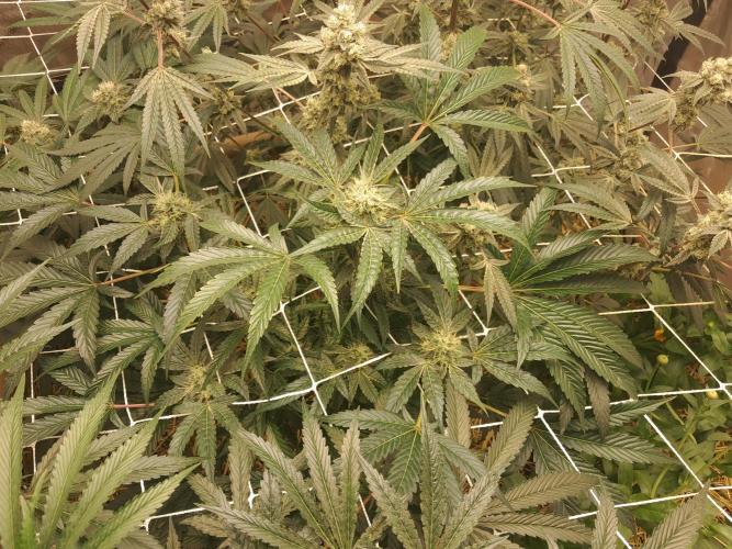 New year delivery. Week 10