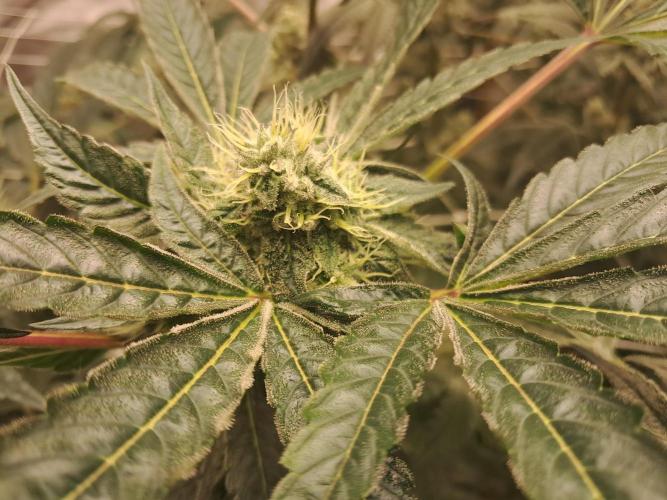 New year delivery. Week 10