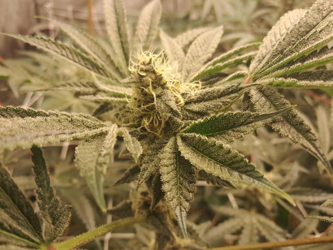 New year delivery. Week 10