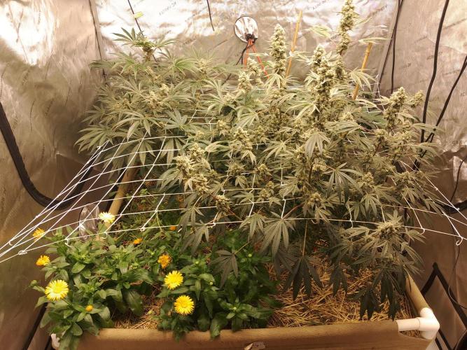 New year delivery. Week 11