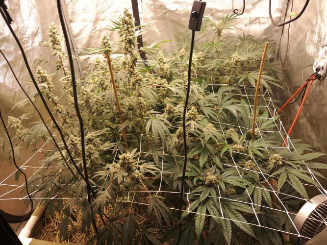 New year delivery. Week 11