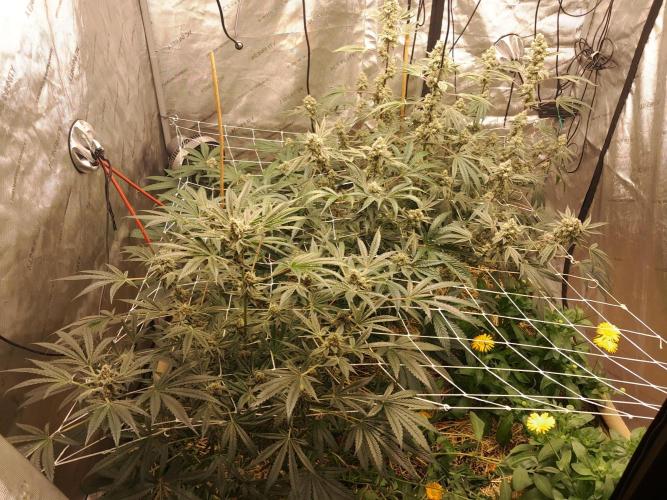 New year delivery. Week 11