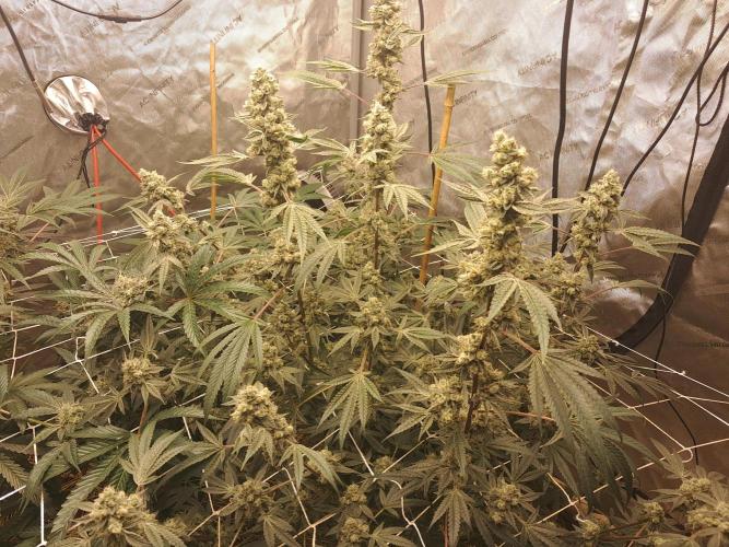 New year delivery. Week 11