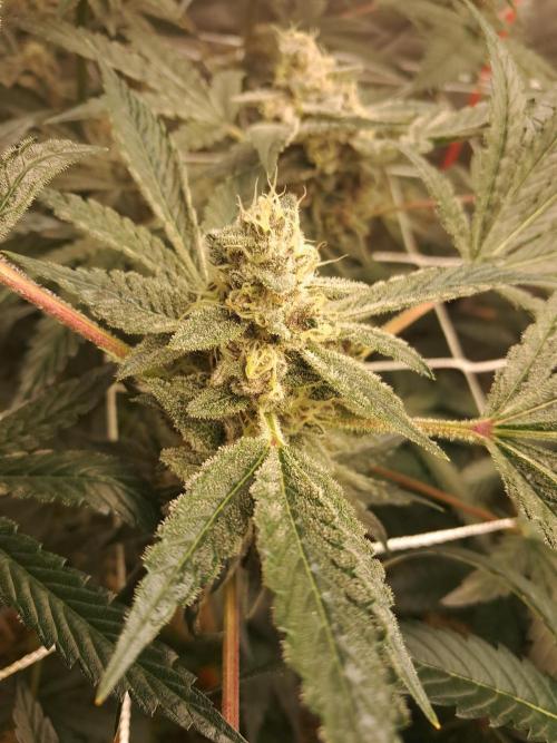 New year delivery. Week 11