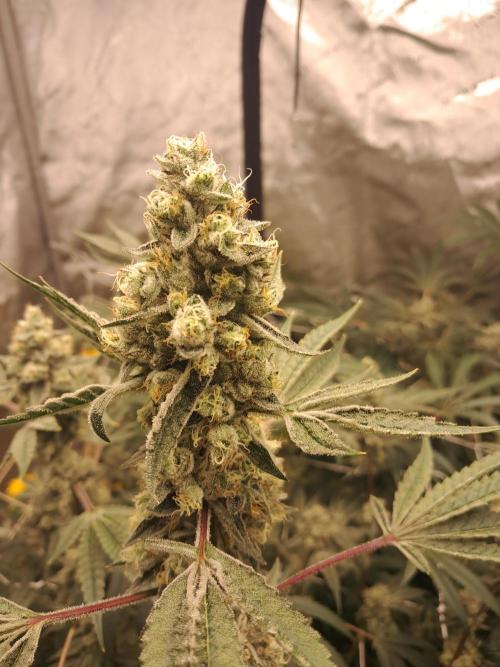 New year delivery. Week 11