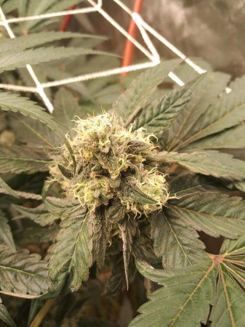 New year delivery. Week 11