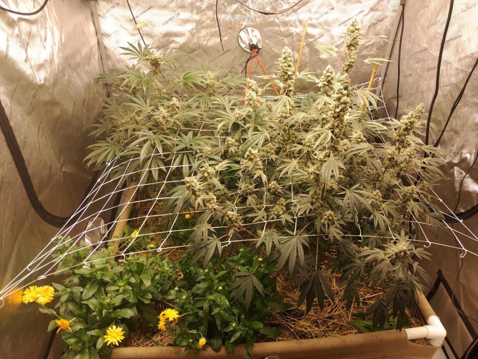 New year delivery. Week 12