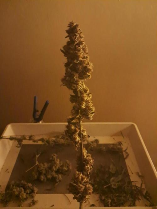 New year delivery. Week 13