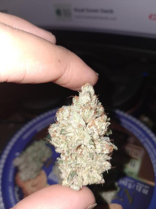 New year delivery. Week 13