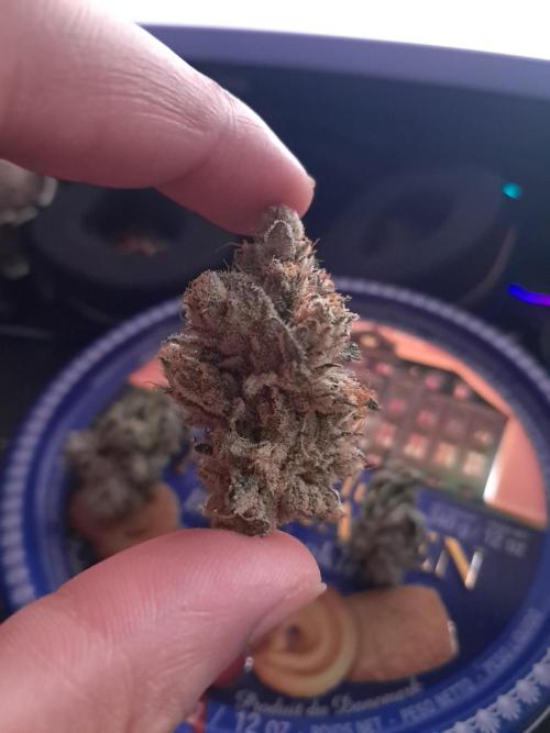 New year delivery. Week 13