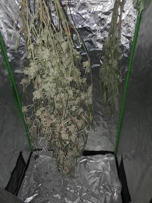 New year delivery. Week 13