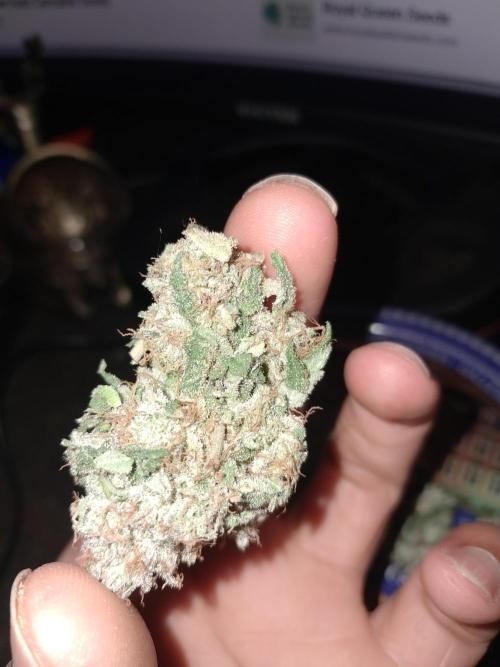 New year delivery. Week 13