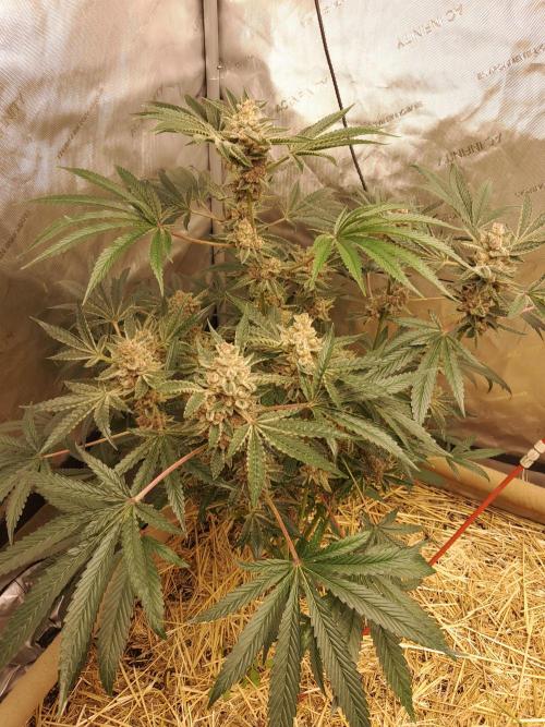 New year delivery. Week 13