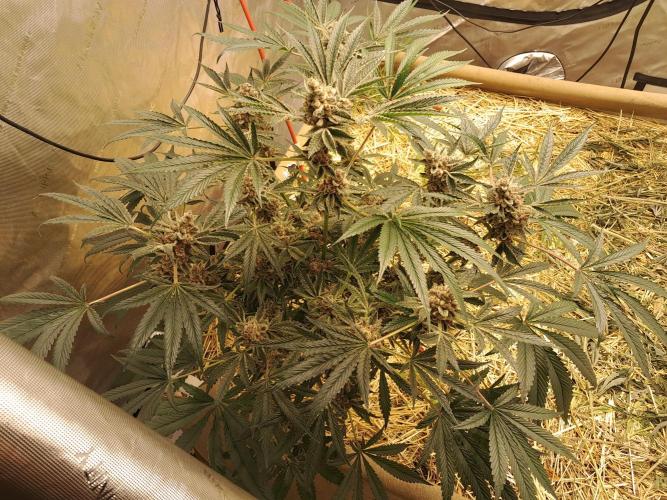 New year delivery. Week 13