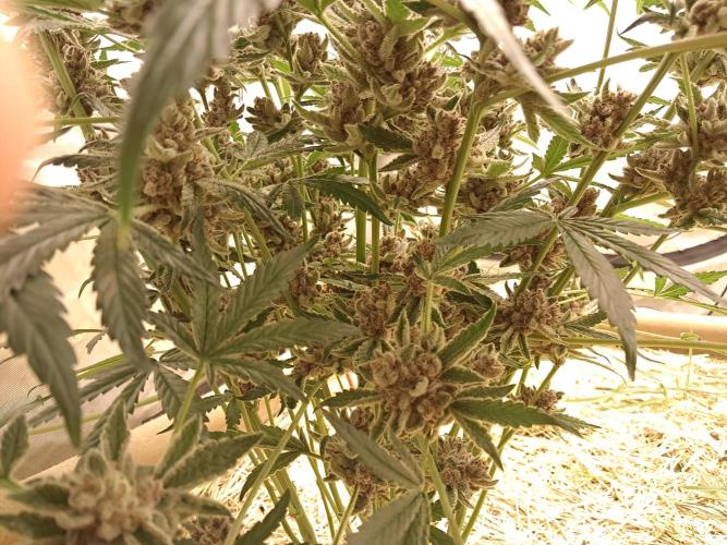 New year delivery. Week 13