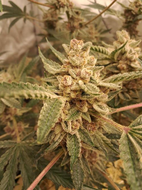 New year delivery. Week 13