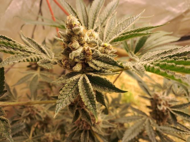 New year delivery. Week 13