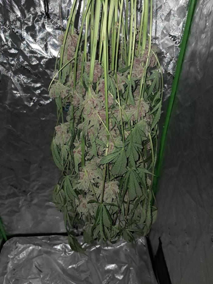 New year delivery. Week 14