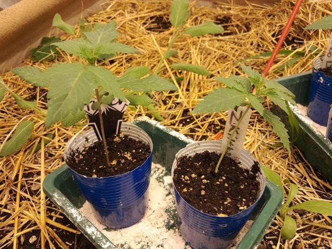 Csi seed run. Week 1