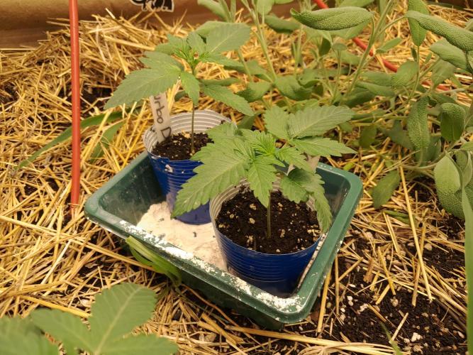 Csi seed run. Week 1