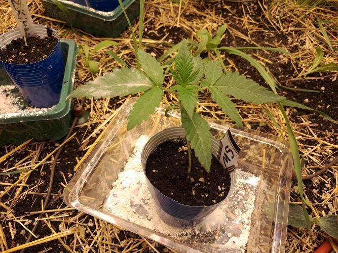 Csi seed run. Week 1