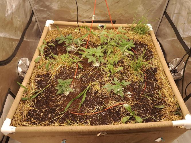 Csi seed run. Week 2