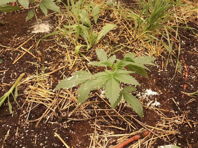 Csi seed run. Week 2 - Z x ruthless runtz 