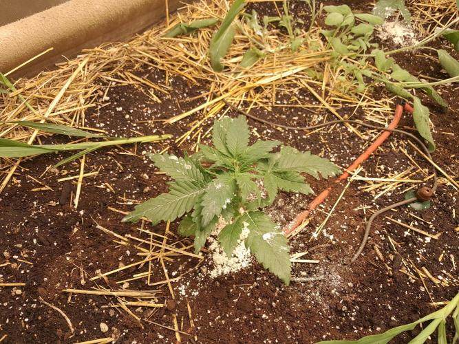 Csi seed run. Week 2 - Dogshit x Hp13