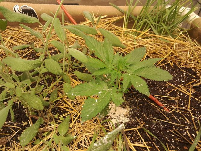 Csi seed run. Week 2 - Sour diesel x chem 91