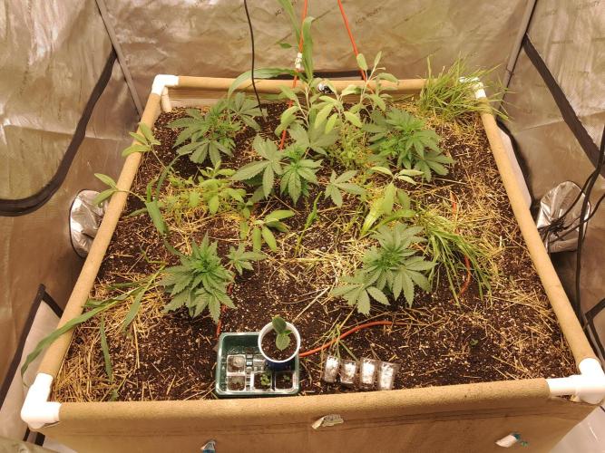 Csi seed run. Week 3