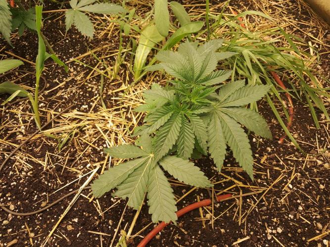 Csi seed run. Week 3 - Z x ruthless runtz 