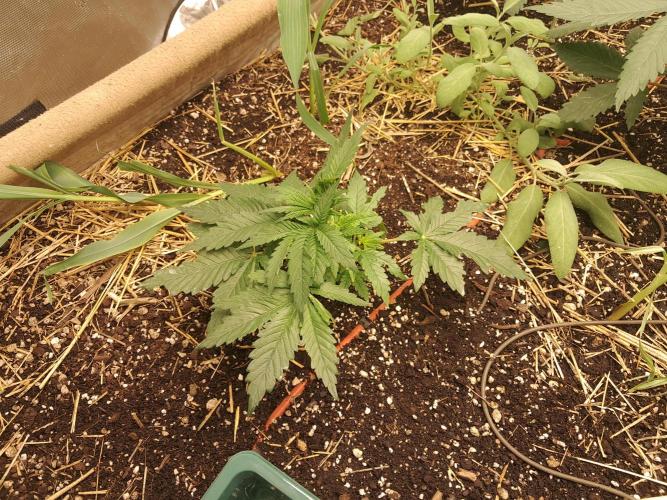 Csi seed run. Week 3 - Poop & P 