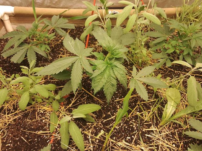 Csi seed run. Week 3 - THC-V 