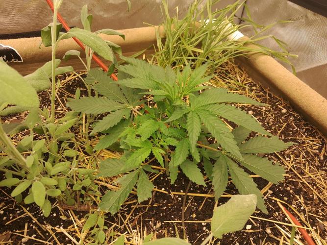 Csi seed run. Week 3 - Turbo Diesel 