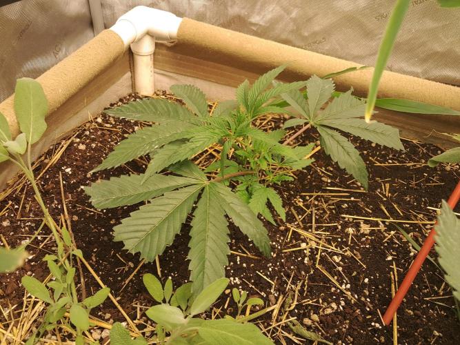 Csi seed run. Week 3 - Sister Wifey 