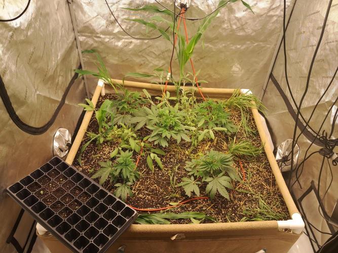 Csi seed run. Week 4