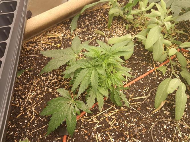 Csi seed run. Week 4