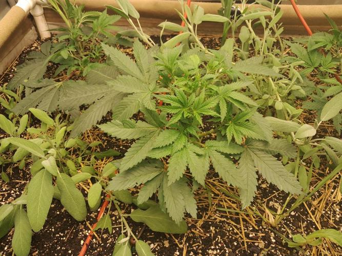 Csi seed run. Week 4 - Topped and sexing