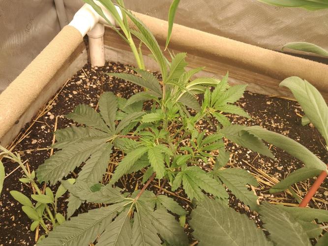 Csi seed run. Week 4