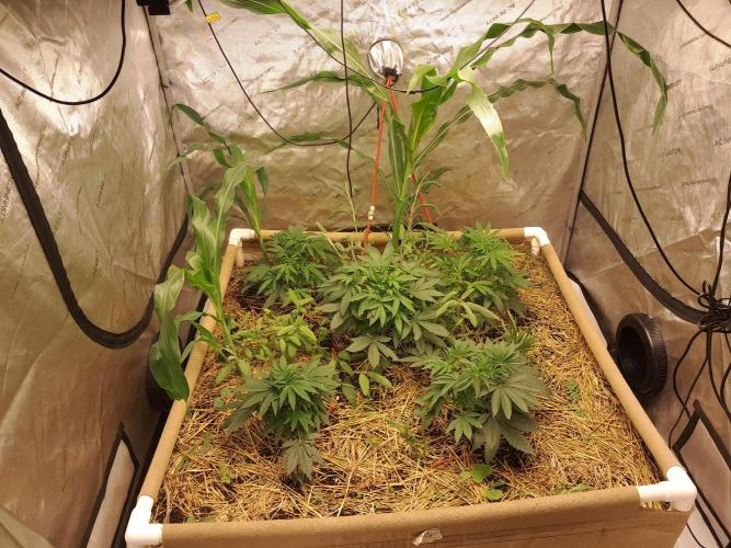 Csi seed run. Week 5