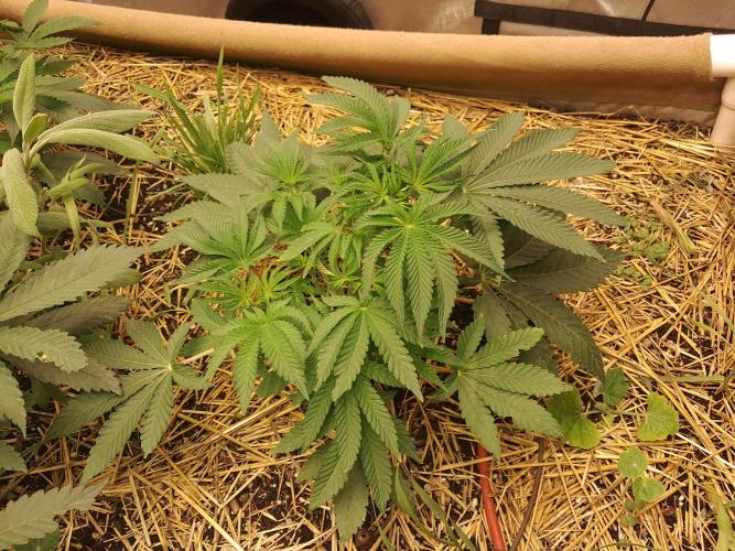 Csi seed run. Week 5 - Z x Ruthless Runtz 