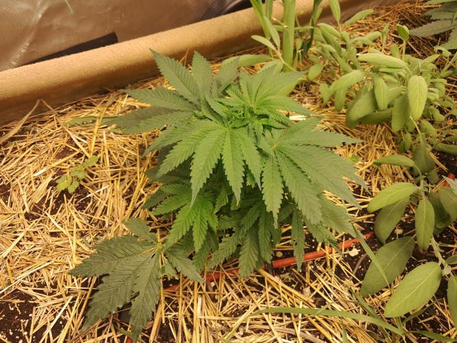 Csi seed run. Week 5 - Poop & P 