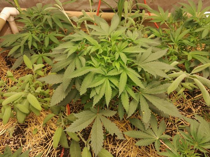 Csi seed run. Week 5 - THC-V 