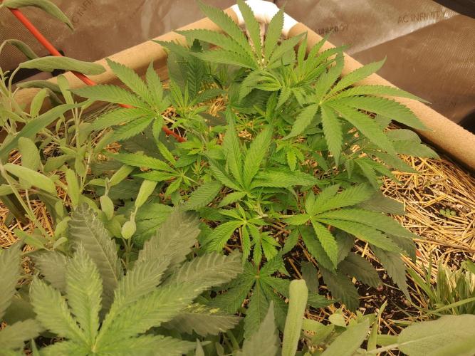 Csi seed run. Week 5 - Turbo diesel 