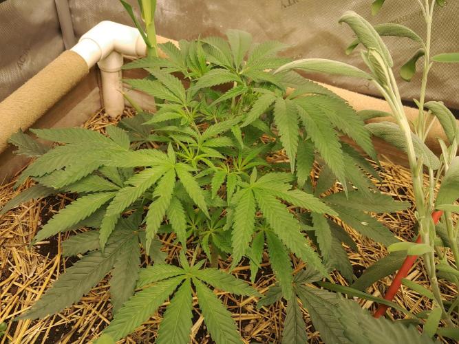 Csi seed run. Week 5 - Sister Wifey 