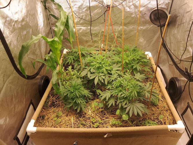 Csi seed run. Week 6