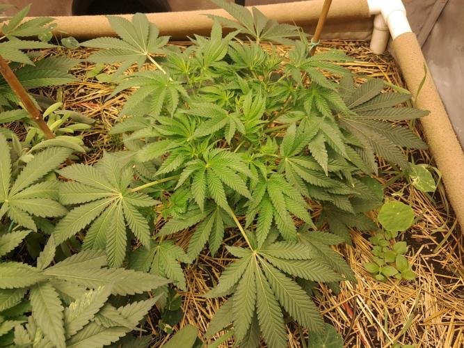 Csi seed run. Week 6 - Z x ruthless runtz 