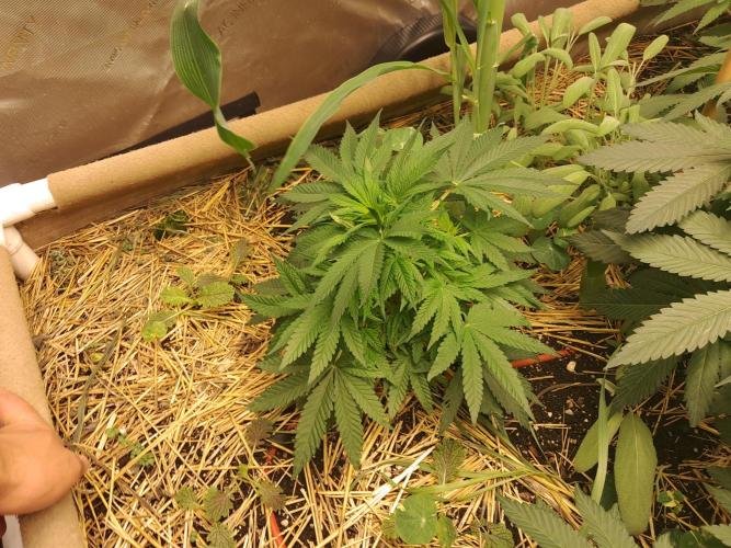 Csi seed run. Week 6 - Poop & P 